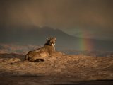 12 Cougar and Approaching Storm by Valerie Duncan