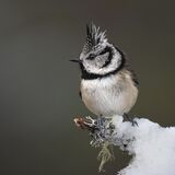 12 Crested Tit by Jayne Brooks