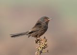 12 Dartford Warbler by Jane Lee