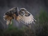12 Eagle Owl by Iain Friend