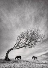 12 Feeling Gravity's Pull by Tony Gill