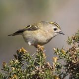 12 Gold Crest by Martin Davenport