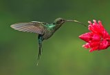 12 Green Hermit hovering by Mary Cantrille
