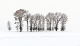 12 Idaho Trees by Stephen Lee