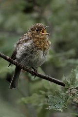 12 Juv Robin In Song by Susan Buckland