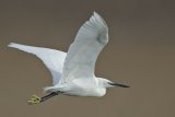 12 Little Egret by Tim Downton