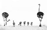 12 Ostrich Family Outing by Lisa Bukalders