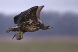 12 Sea Eagle with Fish Head by Tim Downton