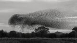 12 Starlings at Ham Wall by Helen Gibson
