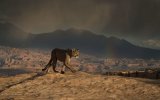 12 Valerie Duncan Cougar at Canyonlands