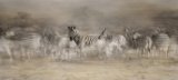 12 Zebra Dreamtime by Lisa Bukalders