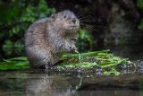 13 Adult Male Watervole by Penny Piddock