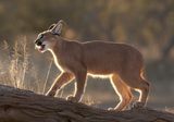 13 Backlit Caracal by Mary Cantrille