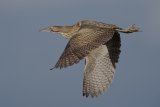 13 Bittern by Tim Downton