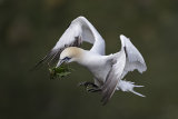 Gannet With Nesting Material by Tim Downton