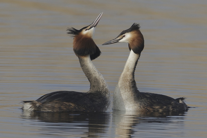13 Great Crested Grebes by Tim Downton