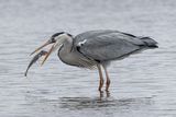 13 Grey Heron with Catch by Tim Downton