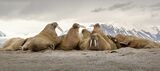 13 Jane Lee Svalbard Walrus Pod