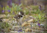 13 Lapwing Chick by Garry Prescott