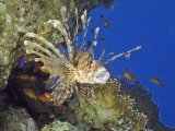13 Lionfish Gaping by Spike Piddock