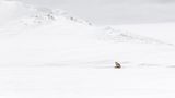 13 Lone Red Fox by Stephen Lee
