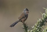 13 Male Dartford Warbler by Tim Downton