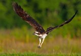 13 Osprey Take-Off by Mary Cantrille