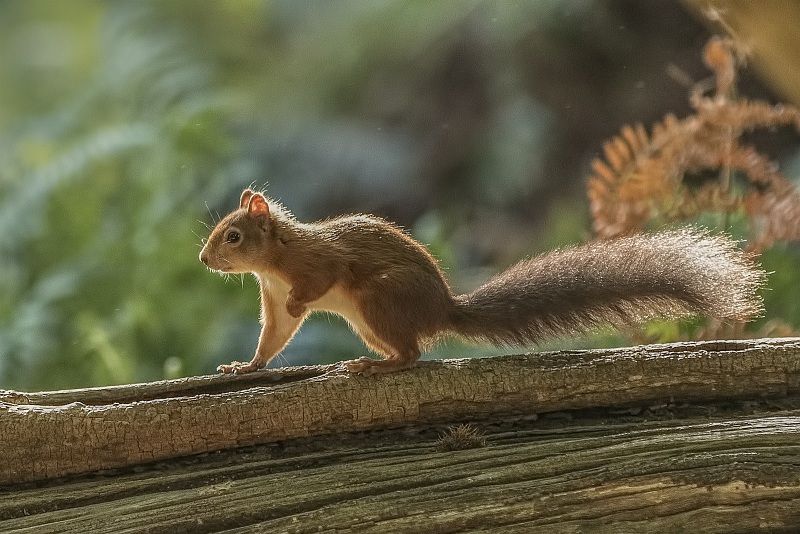 13 Stephen Lee Backlit Red Squirrel