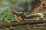13 Stephen Lee Backlit Red Squirrel