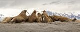13 Svalbard Walrus Pod by Jane Lee