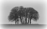 13 Trees by John Simpson First Section B