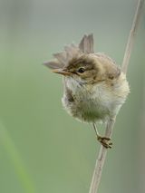 13 Warbler Reed by Iain Friend