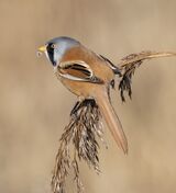 14 Bearded Tit Male by Susan Buckland
