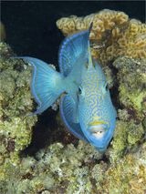 14 Blue Trigger Fish by Spike Piddock