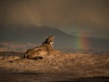 14 Cougar and Approaching Storm by Valerie Duncan