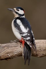 14 Great Spotted Woodpecker by Susan Buckland