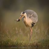 14 Iain Friend Heron with Water Shrew