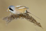 14 Male Bearded Tit by Tim Downton