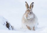 14 Mountain Hare Running by Iain Friend