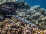 14 Trumpet-fish over reef by Penny Piddock
