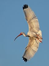 14 White Ibis at Sunset by Mary Cantrille