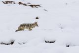 14 Yellowstone Coyote by Stephen Lee