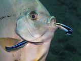 15 Batfish face being Cleaned by Spike Piddock