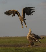 15 Eagle Confrontation by Susan Buckland