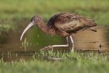 15 Glossy Ibis by Tim Downton