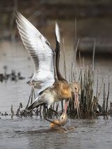 15 Godwits Fighting by Susan Buckland