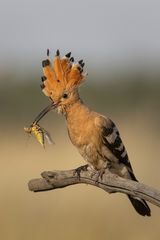 15 Hoopoe with Cricket by Susan Buckland