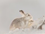 15 Mountain Hare - Scraping the Snow by Iain Friend