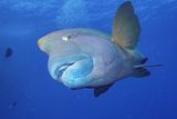 15 Napoleon Wrasse Approaching by Spike Piddock