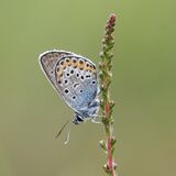 15 Silver Studded Blue Butterfly 2 by Jenny Warr
